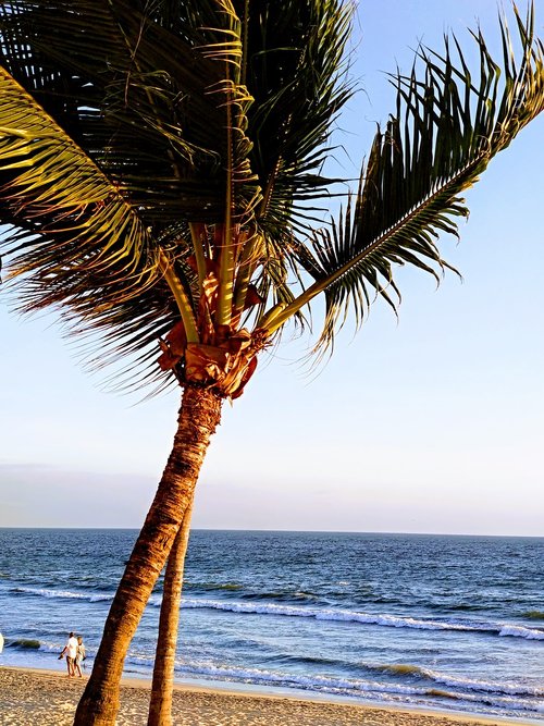 beach  palms  couple