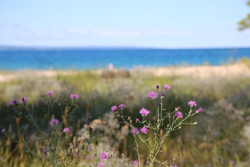 beach  purple  thistle