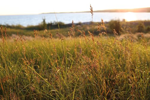 beach  grass  sunset