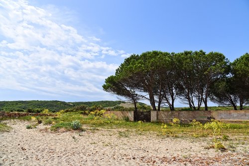 beach  hills  trees