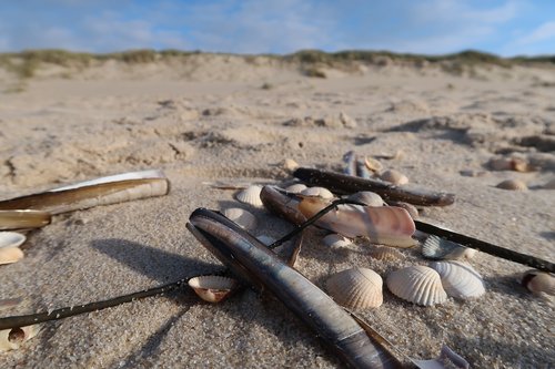 beach  north sea  sand beach