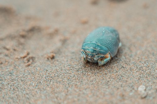 beach  shell  sand