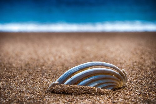 beach  sand  shell