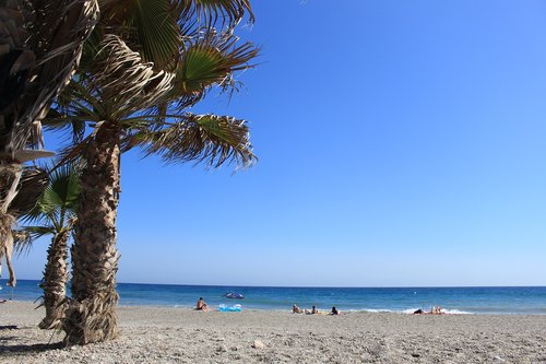 beach  palm  sea