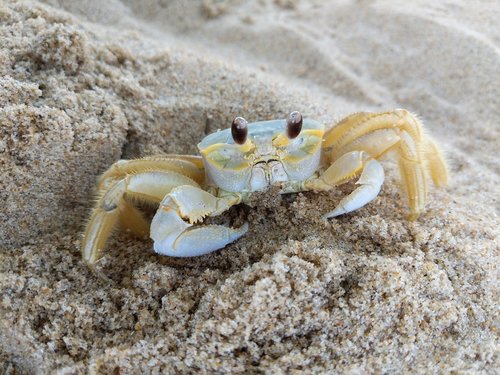 beach  crab  sea