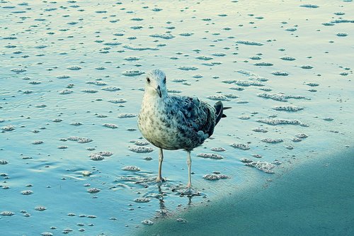 beach  common tern  sand