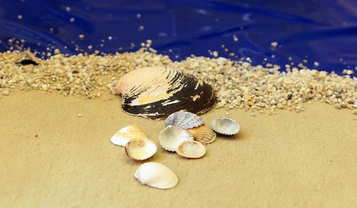 beach  mussels  sand