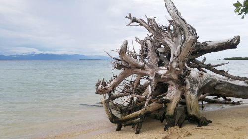 beach sand tree
