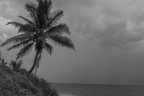 beach  palm  blackandwhite