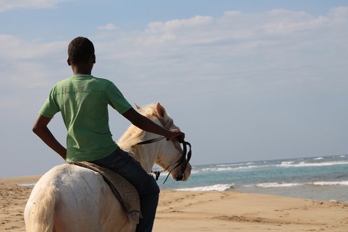 beach  ocean  horse