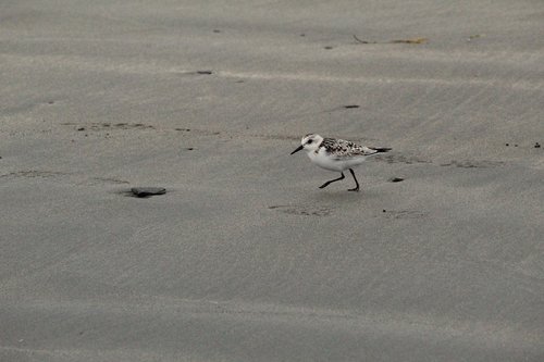 beach  bird  water bird