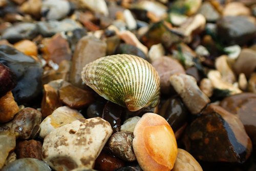 beach  aquatic  holiday