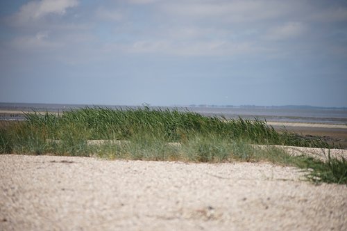 beach  coast  dune