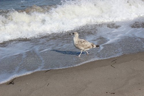beach  mew gull  seevogel