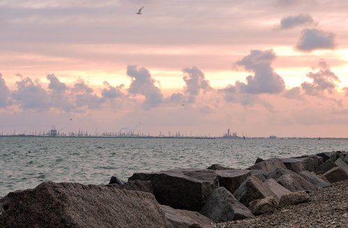 beach  sunset  birds