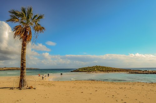 beach  palm tree  sea