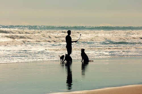 beach  person  dogs