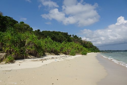 beach  bay  vegetation