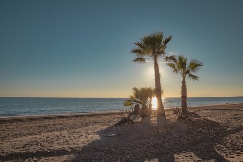 beach  palm  tree