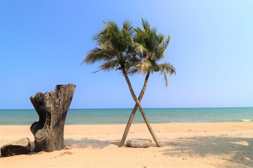 beach  palm trees  more