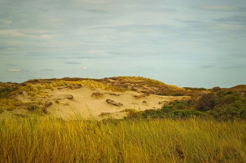 beach  dune  sand