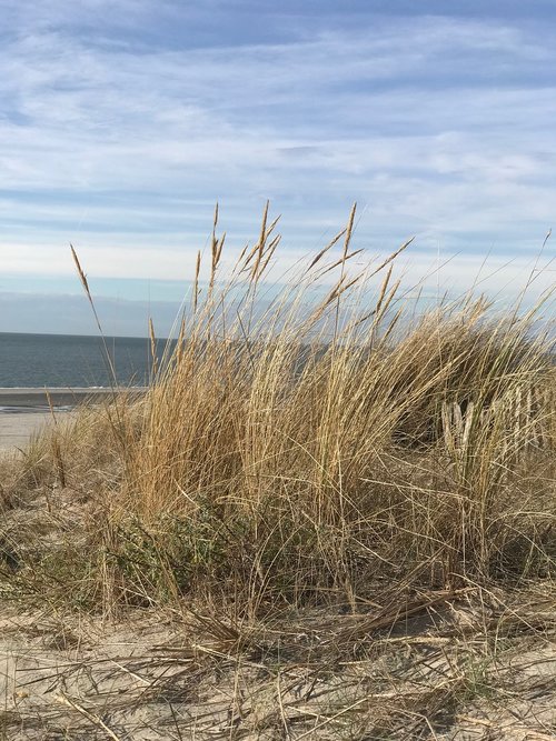 beach  dune  sea