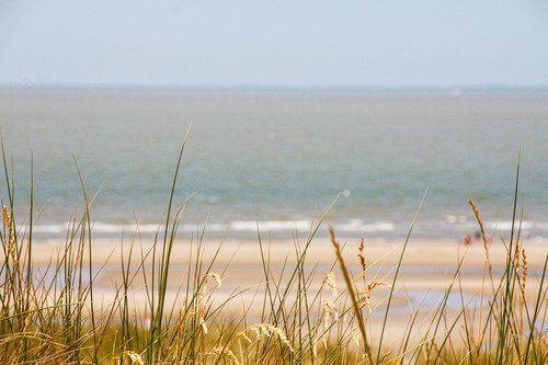beach  north sea  grass