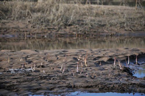 beach  sprouts  water