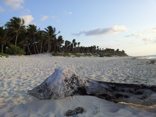 beach tulum palms