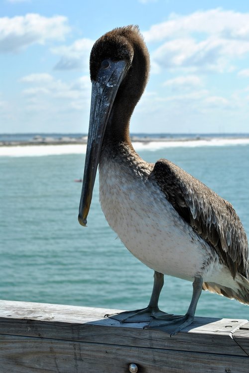 beach  pier  seagull