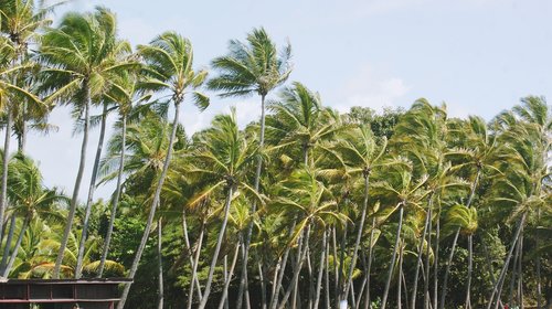 beach  palm trees  nature