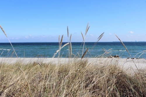 beach  grass  sea