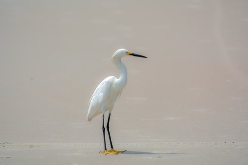 beach  bird  white