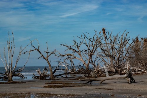 beach  driftwood  sky