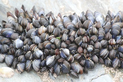 beach  cockles  mussels