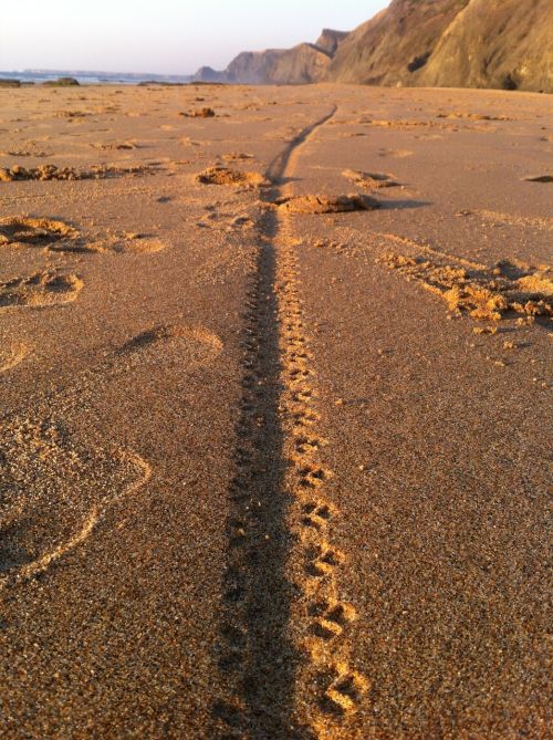 beach track sea