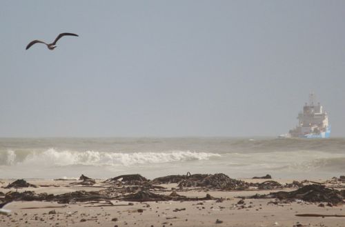 beach gull fly