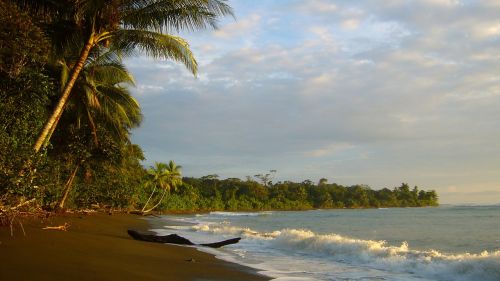 beach sea palm tree