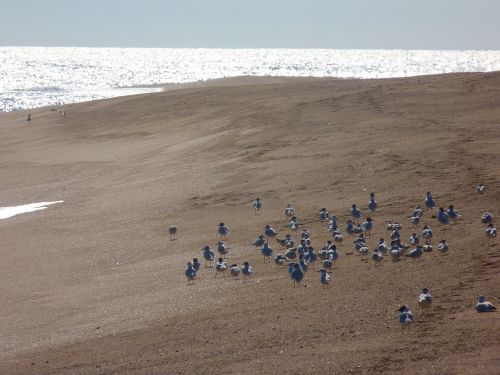 beach seagull sea