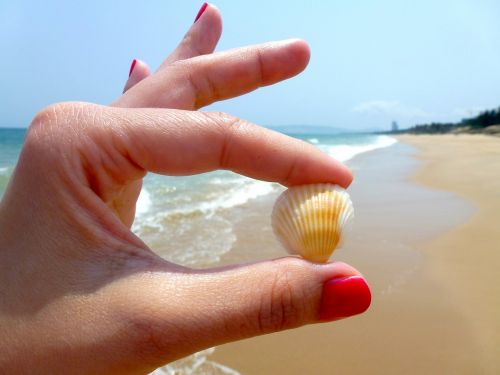 beach seashell toenail