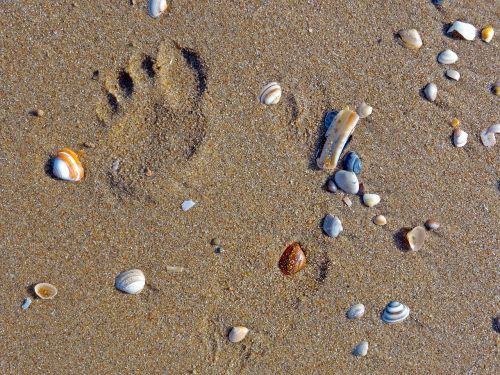 beach mussels footprint