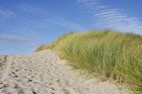 beach dune grass