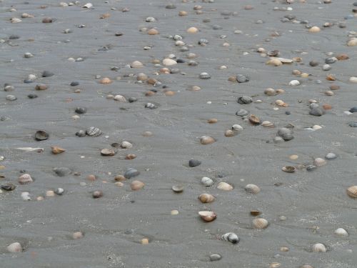 beach sand mussels