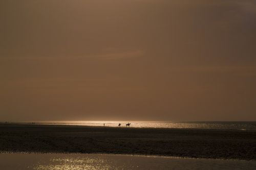 beach sea horses