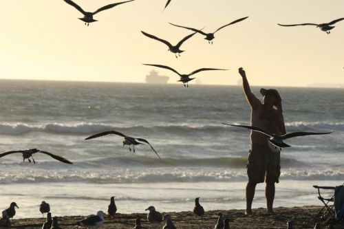 beach outdoor seagulls