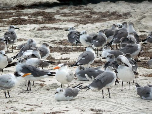 beach birds summer