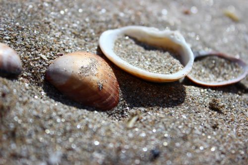 beach shells sea