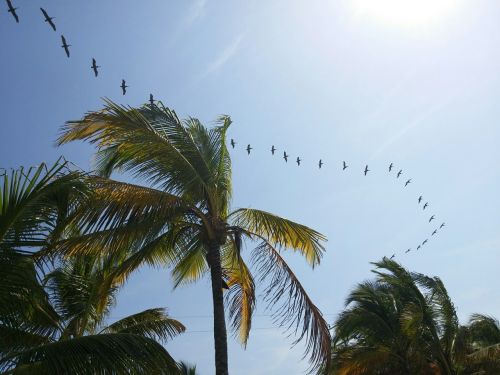 beach birds palm tree