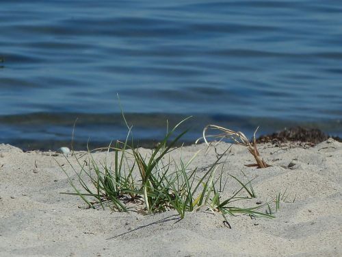 beach sand grass