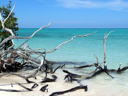 beach wood sea